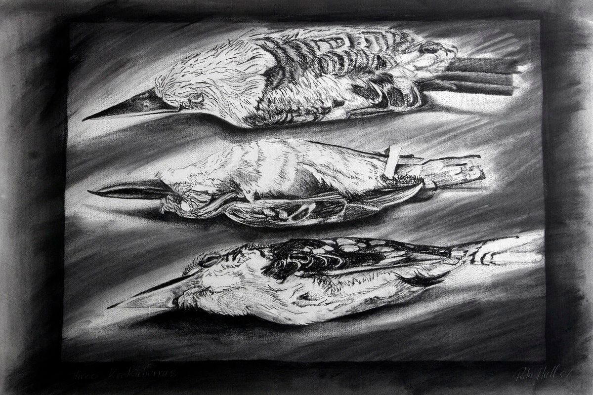 Kookaburras  2007 charcoal 66 x101cm