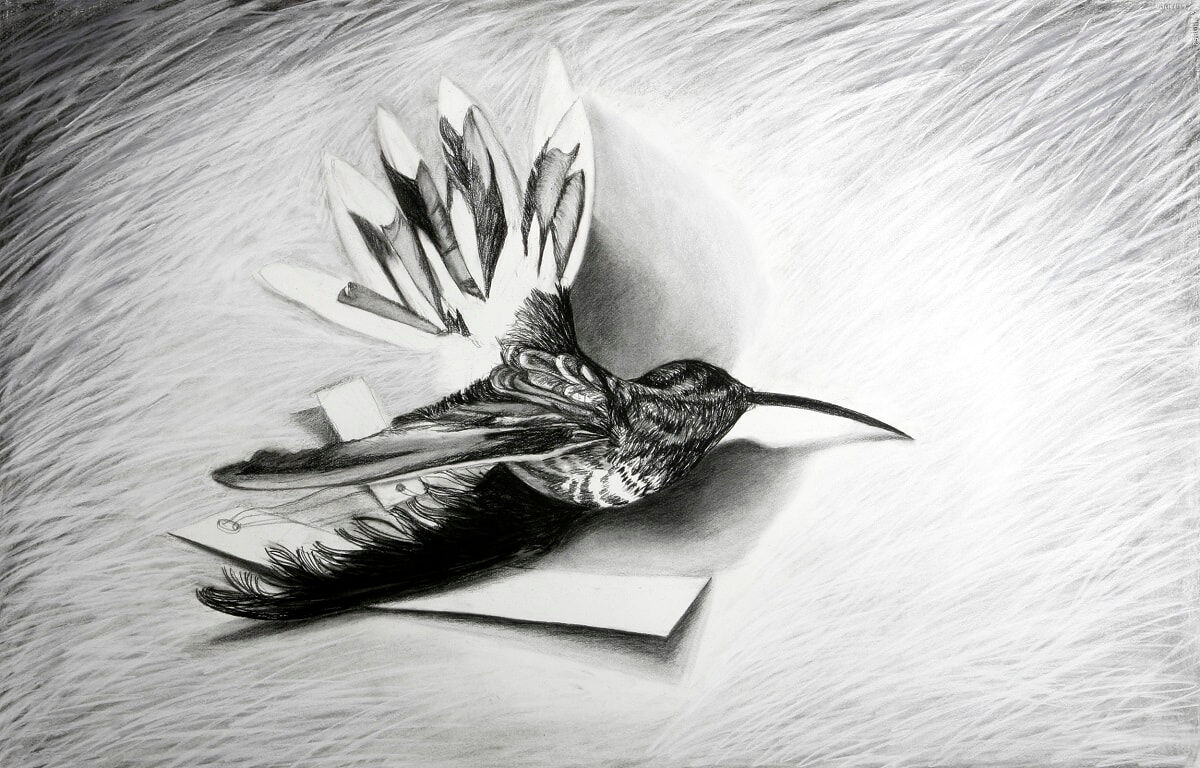 Hummingbird IV 2007 Charcoal 66x101cm