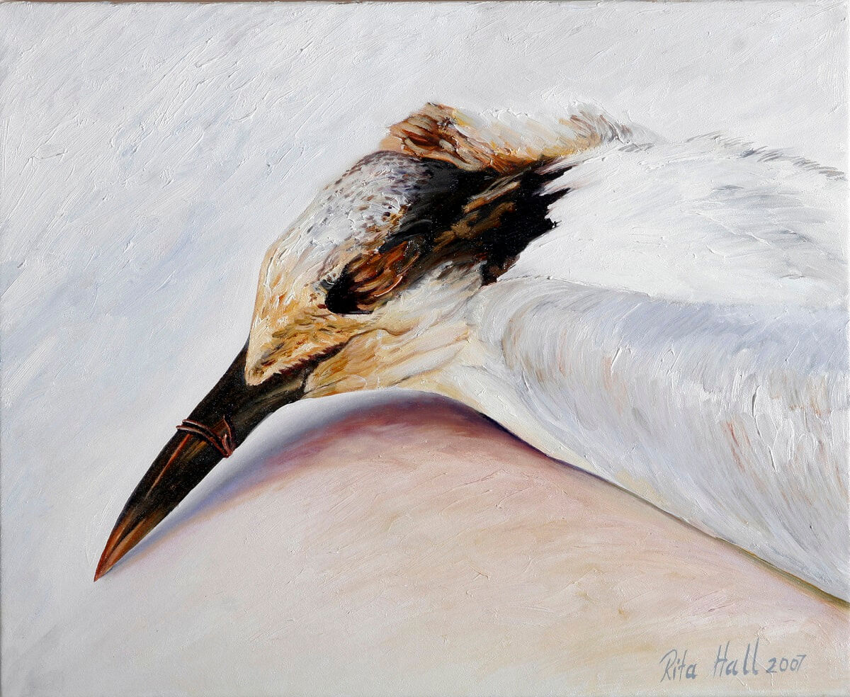 Sandwich Tern 2007 Oil on canvas 46x56cm