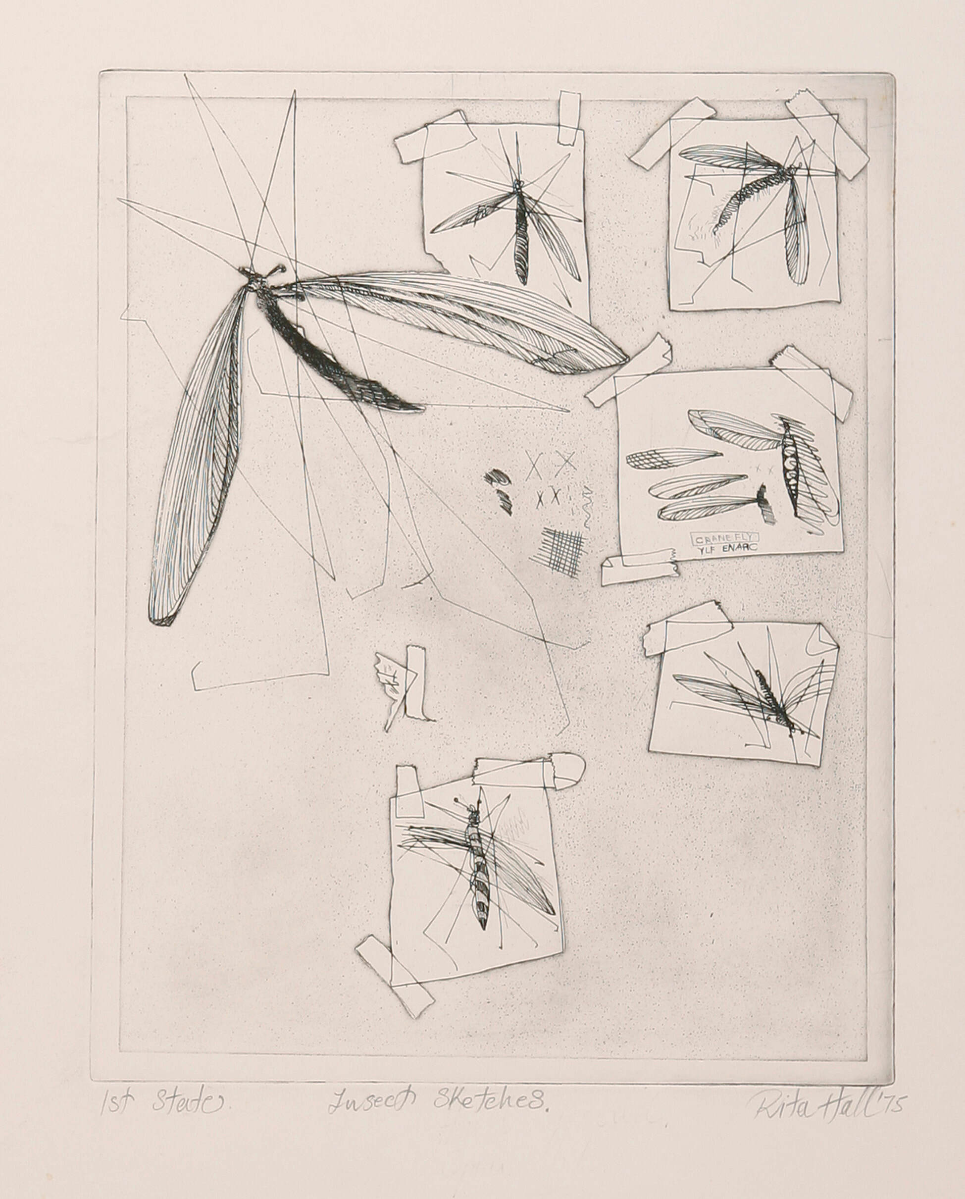 Insect Sketches 1975 Etching Image 41x33
