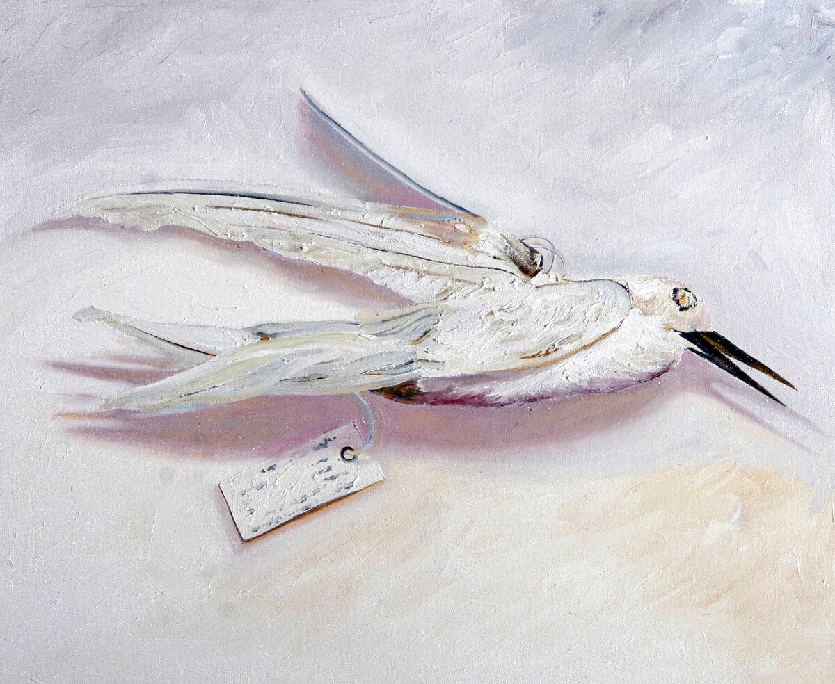 White Tern 2006 Oil on canvas 45x55cm