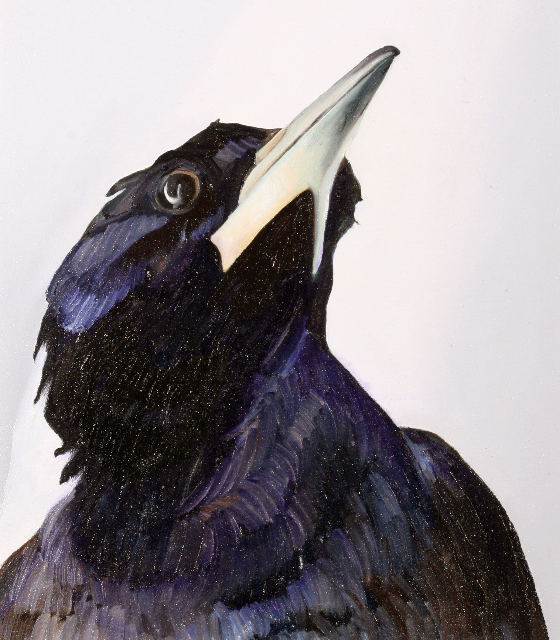 2. Australian Magpie - SOLD