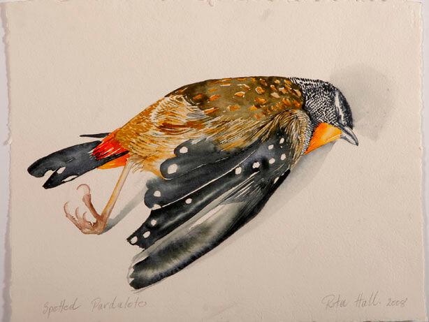 Spotted Pardalote I 2007 watercolour 39 x 52cm