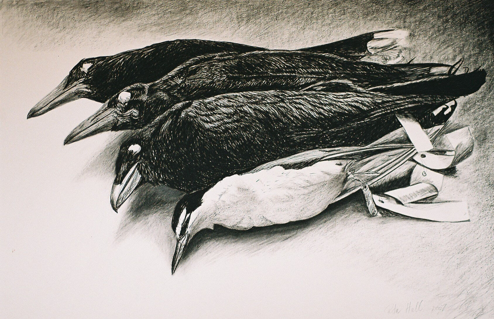 'Museum Collection' 2007 charcoal 66 x101cm Dobell Finalist 2007 &  AGSA collection 2019