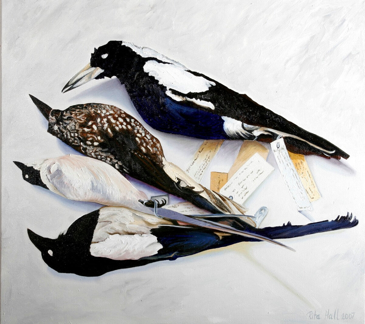 Three Magpies And Bird 2007 Oil on linen 77x84cm