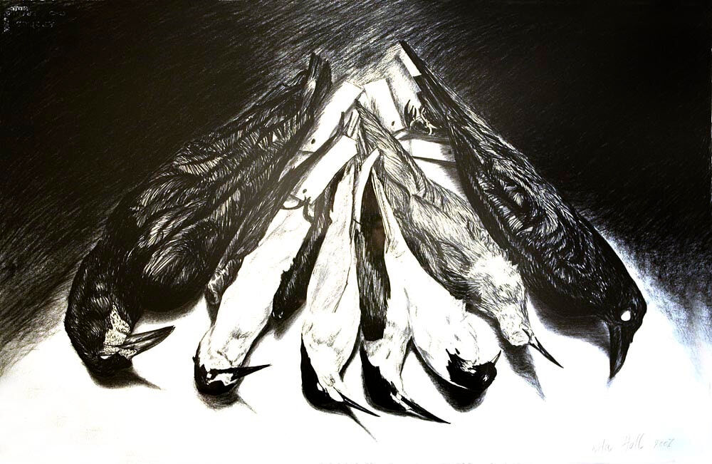 Terns 2007 charcoal 66 x 101cm