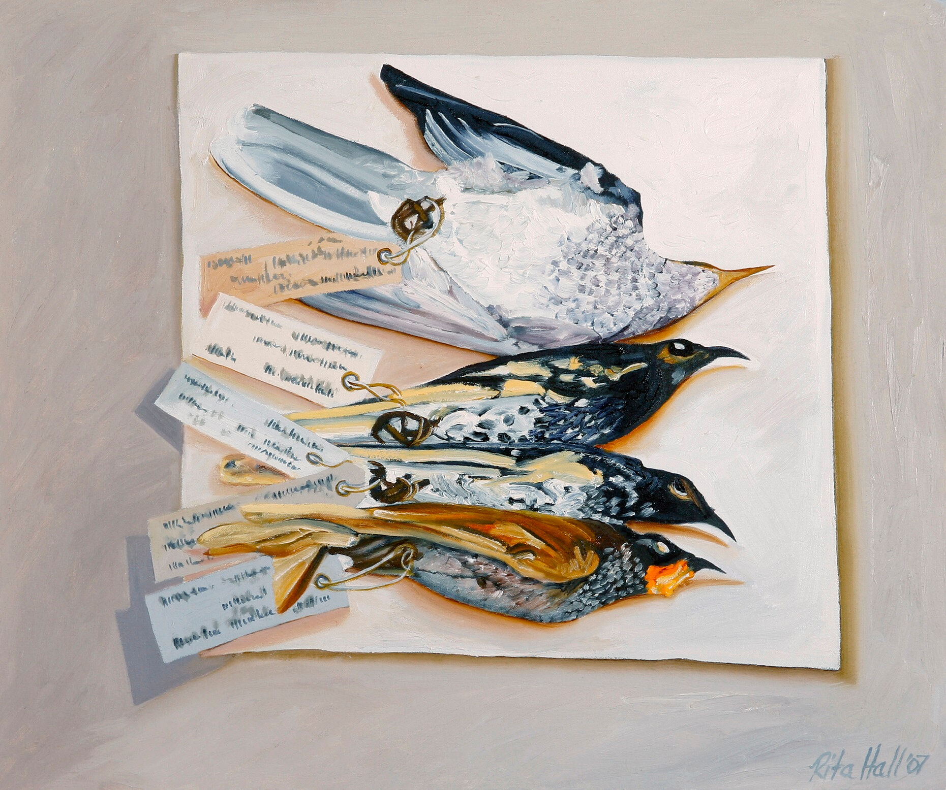 Four Small Honeyeaters 2007 Oil on canvas 51x61cm