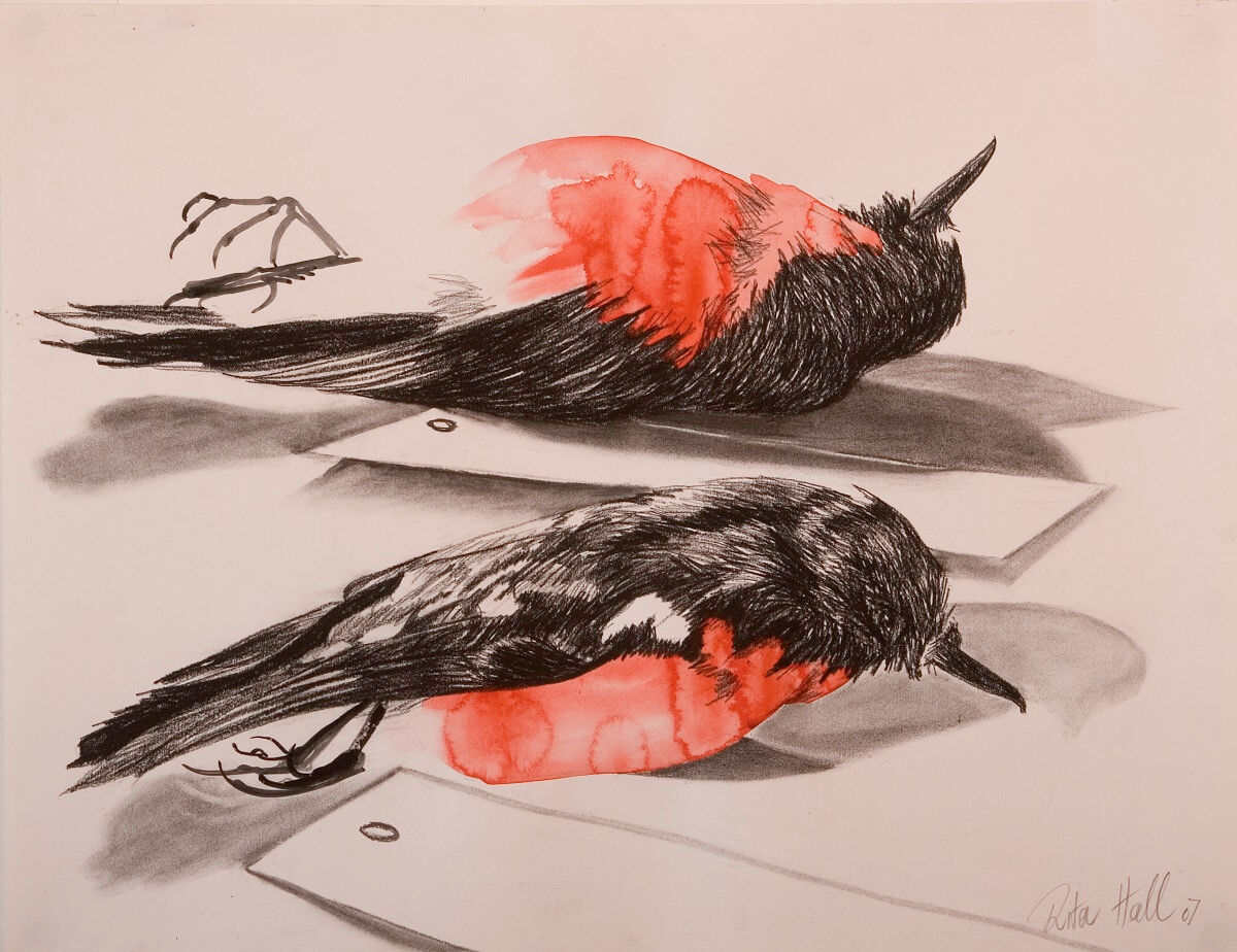 Two Robins 2007 charcoal & watercolour 60x76cm