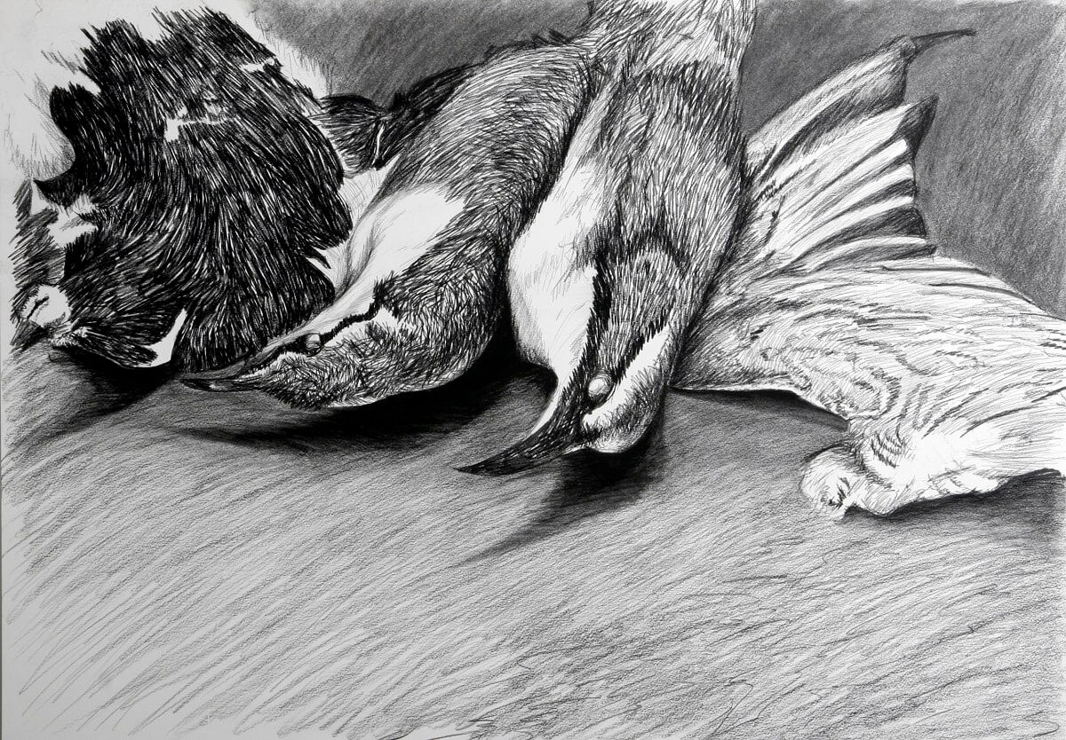 Babblers And Wings (specimens) 2007 conté & charcoal 60x85cm