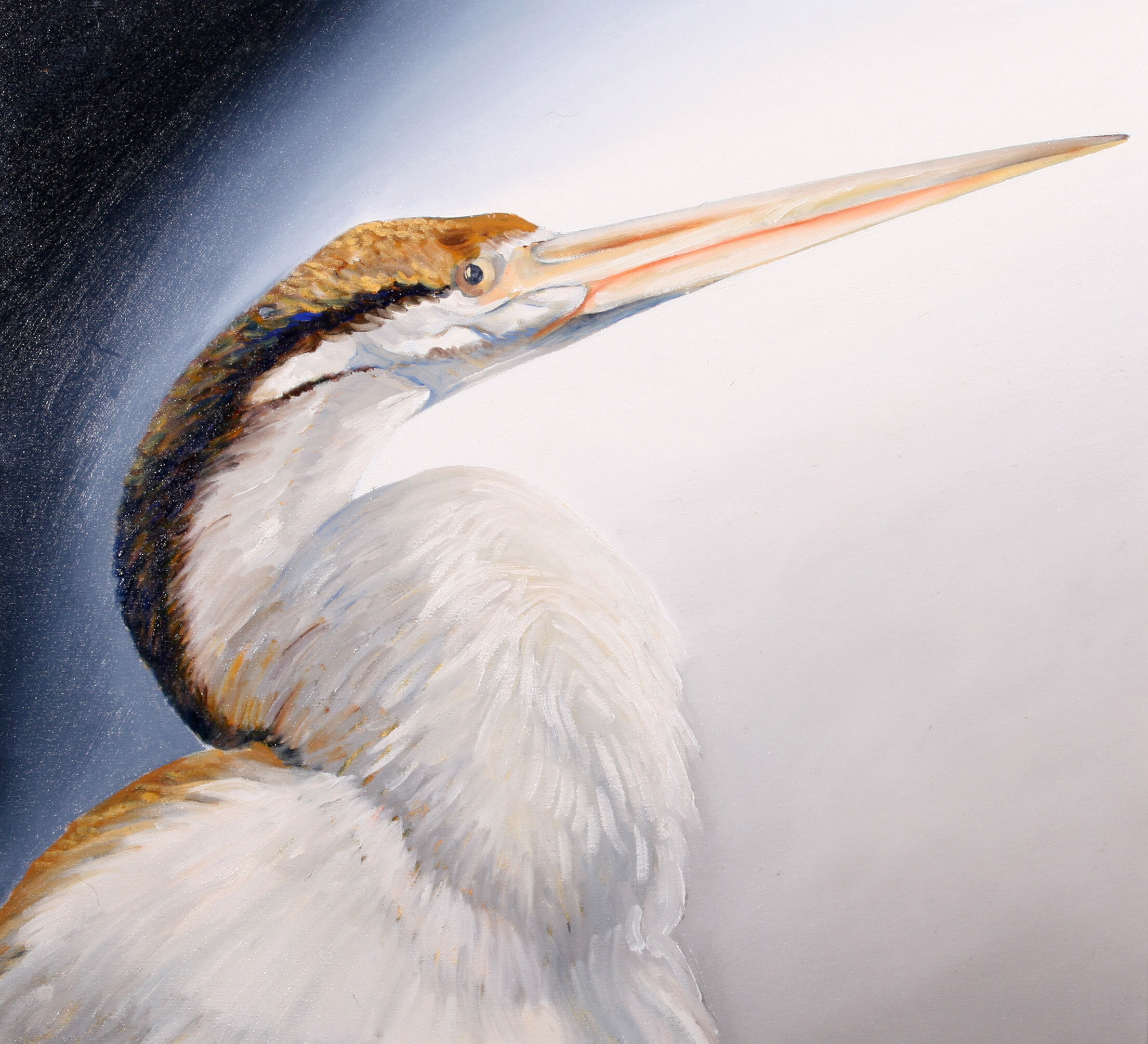 Australian Darter 1