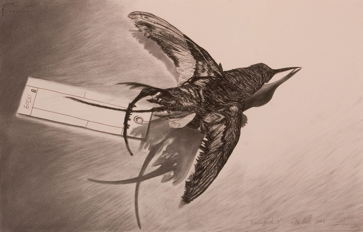 Hummingbird III 2008 Charcoal 66x101cm