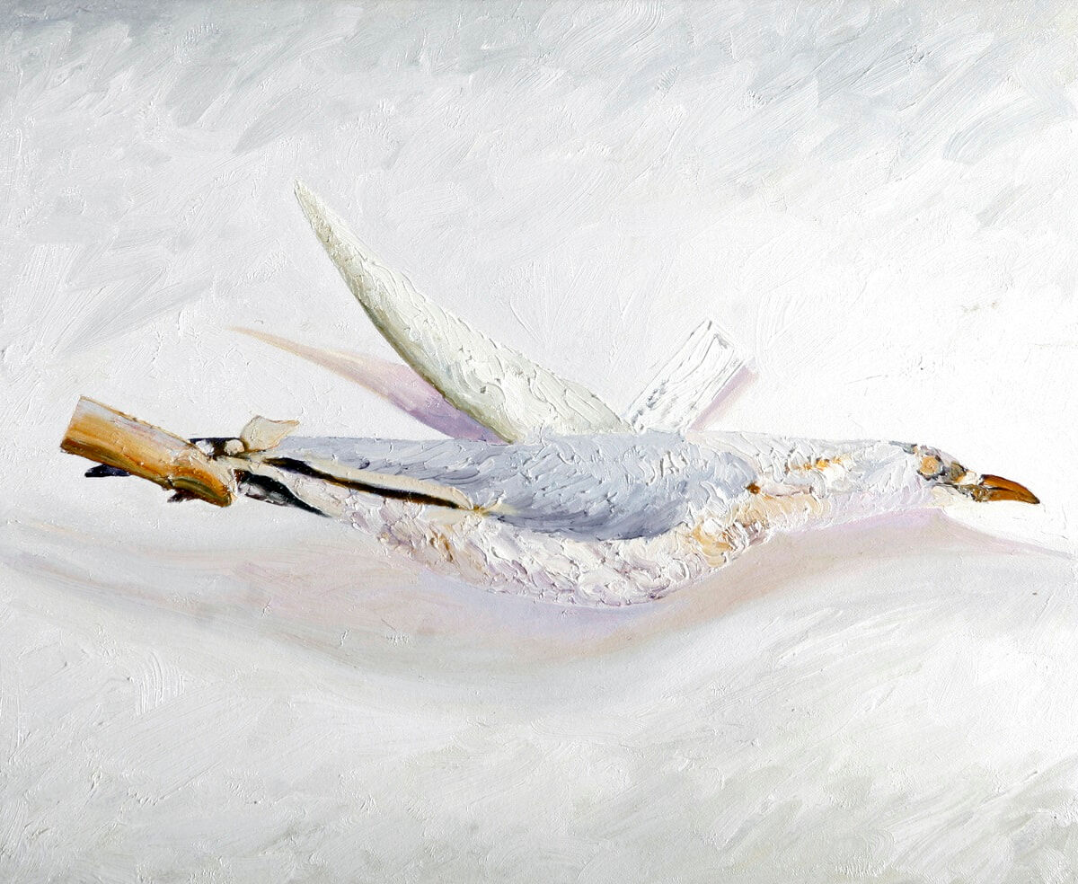 Silver Gull 2006 Oil on canvas 45x55cm