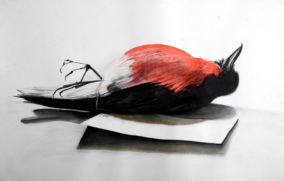 Red Bird and Tag 2007 charcoal and watercolour 88 x 115cm