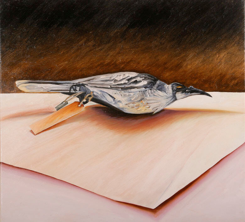 Friarbird 2008 Oil on Canvas 60 x 66cm