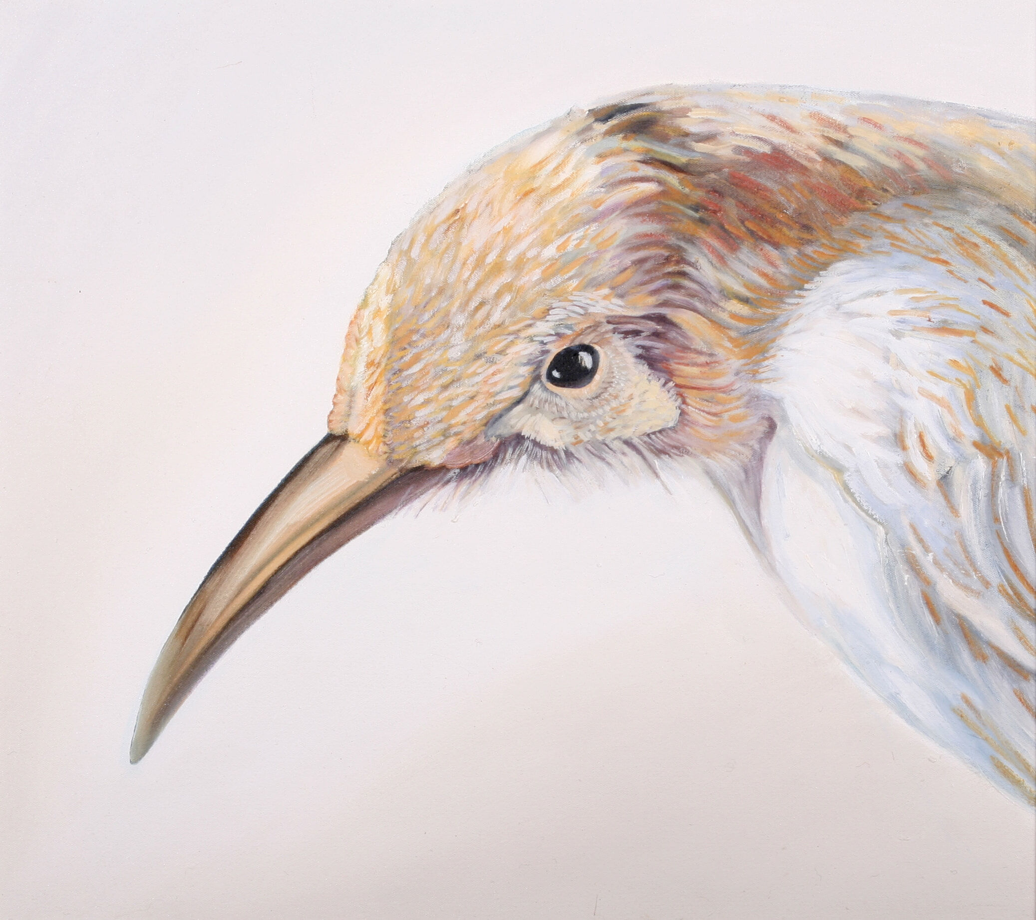 11. Little Wattlebird - SOLD