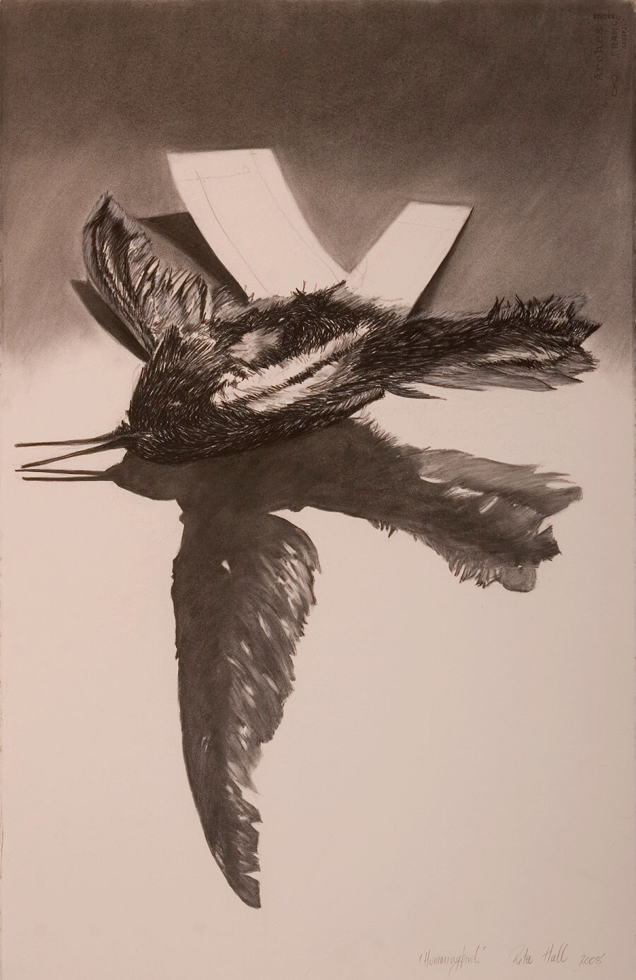 Hummingbird 2008 charcoal, conte, white chalk 102.5 x 66.5 cm- AGSA Collection 2019