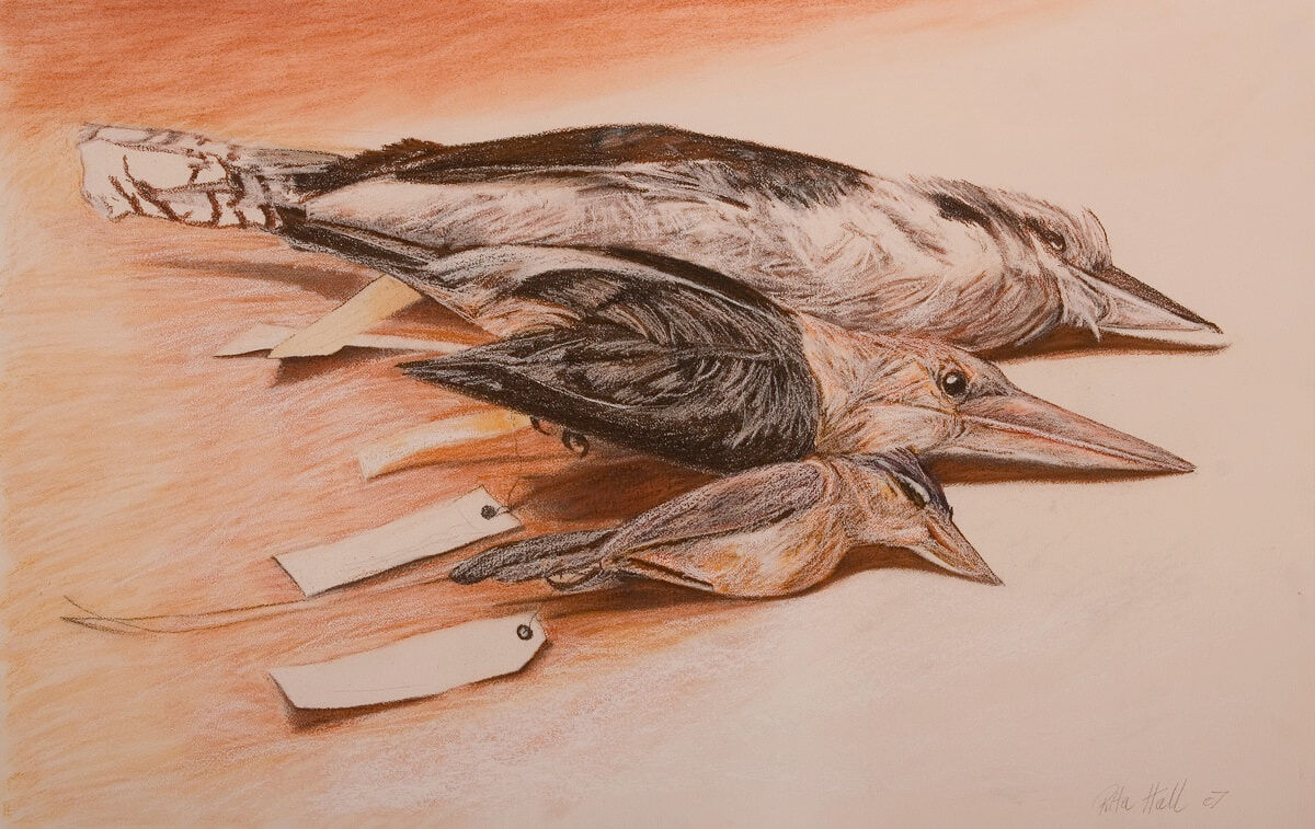 Three Kingfishers 2007 charcoal pastle and conté 66x101cm