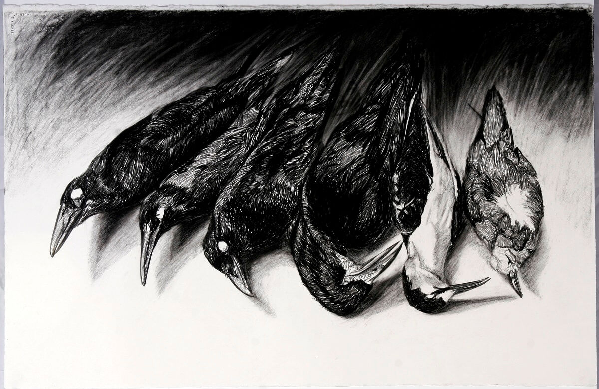 'Ornithology Collection' 2007 Waterhouse  2nd prize charcoal 66 x 101cm