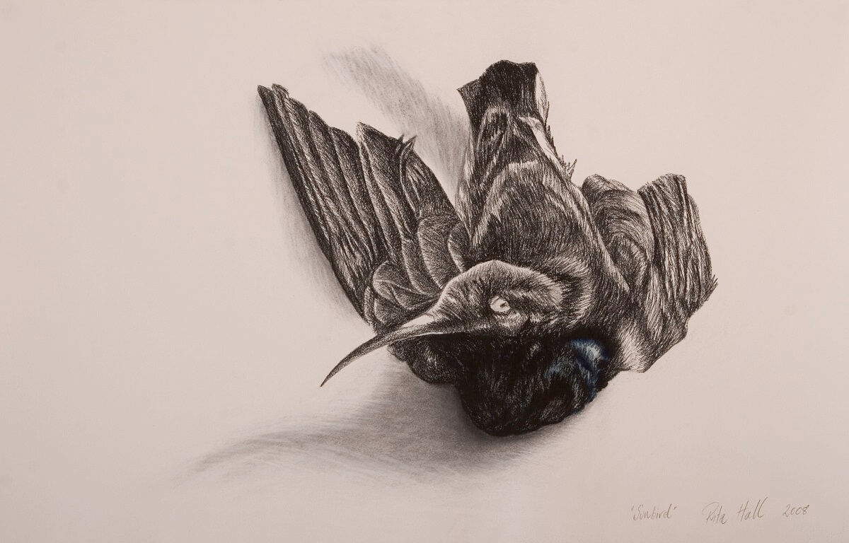 Sunbird I 2008 charcoal watercolour & pastel 66x101cm