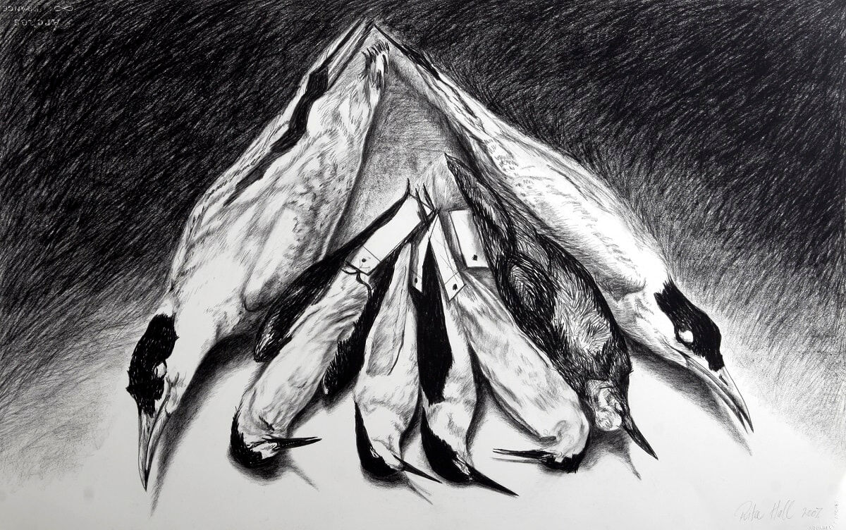 Terns 2007 charcoal 66x101cm