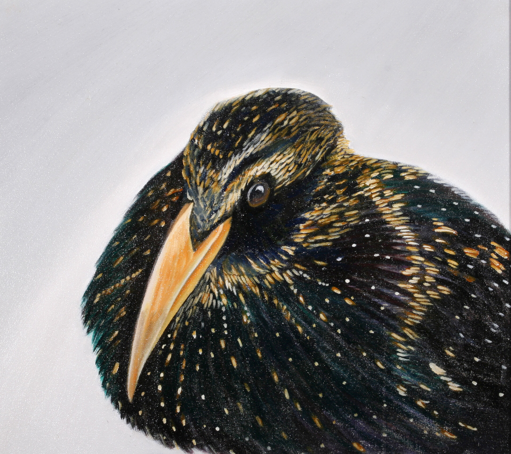 15. Common Starling - SOLD
