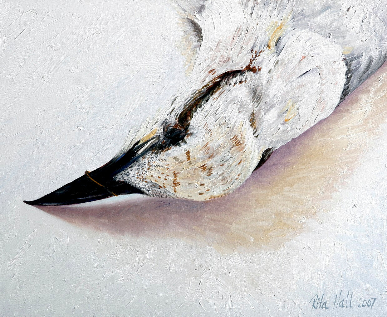 Gull Billed Tern 2007 Oil on canvas 46x56cm
