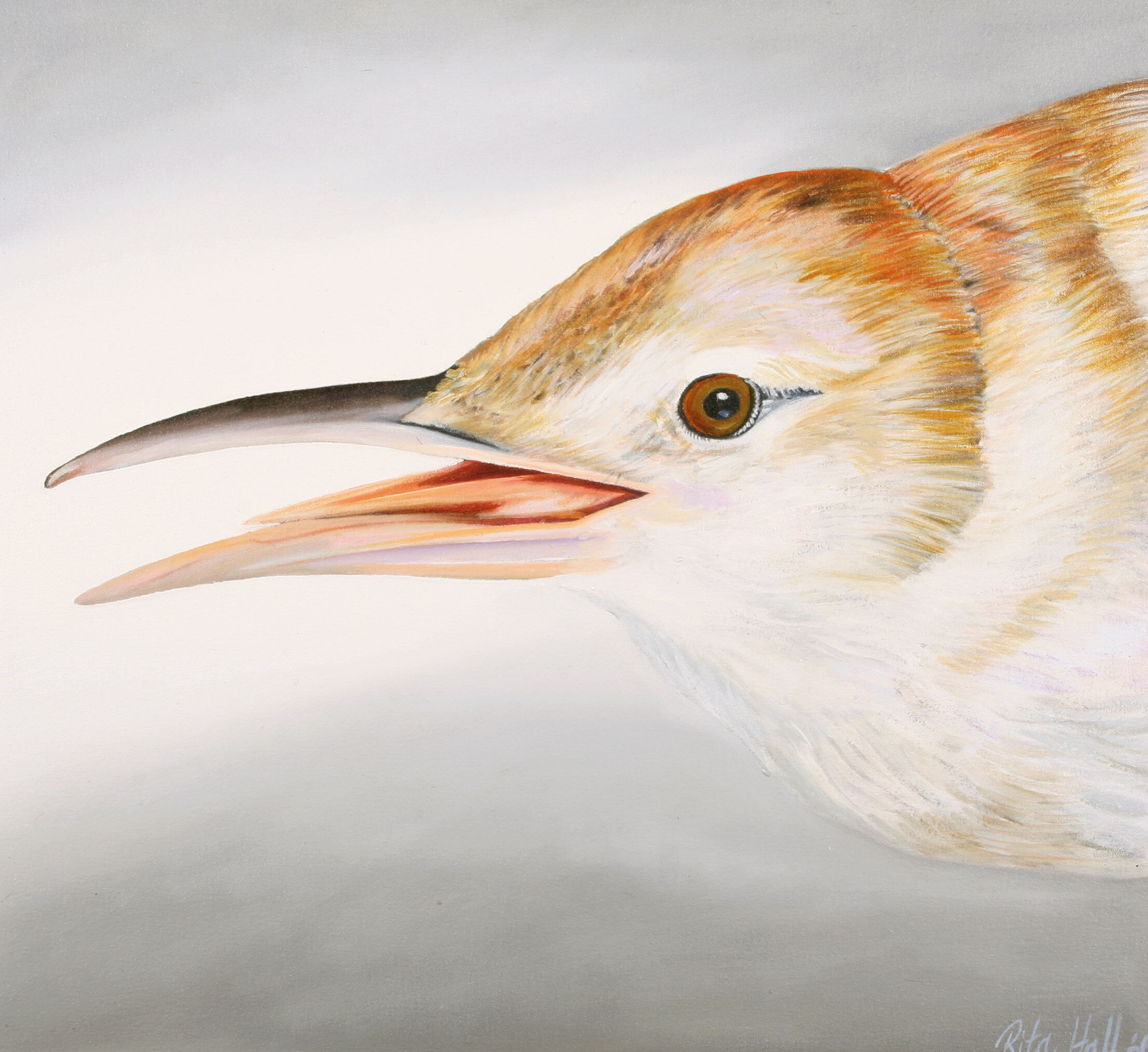 28. Clamerous Reed Warbler - SOLD