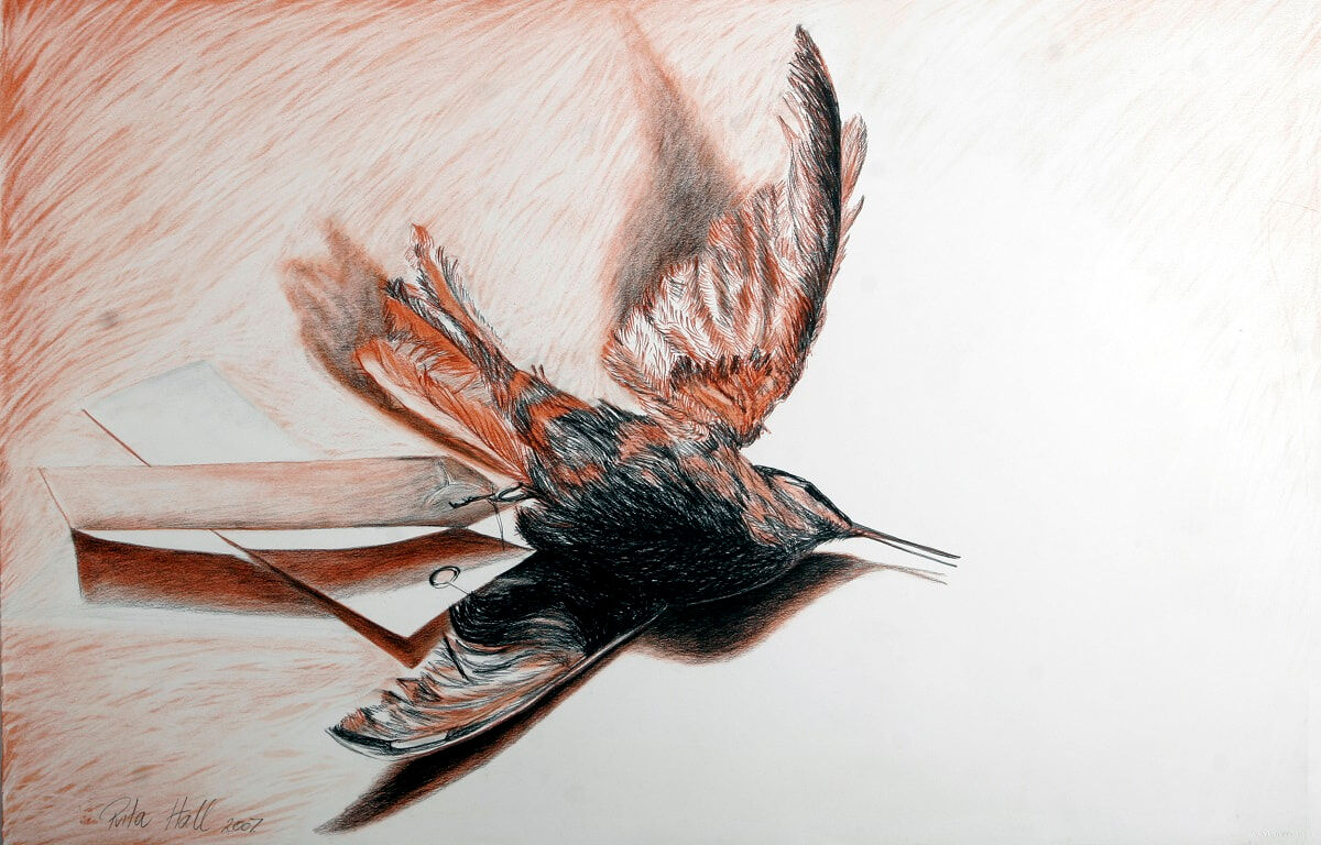 Hummingbird V 2007 conté & charcoal 66x101cm