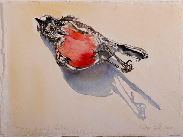 Scarlet Robin II 2008 watercolour 39x52cm