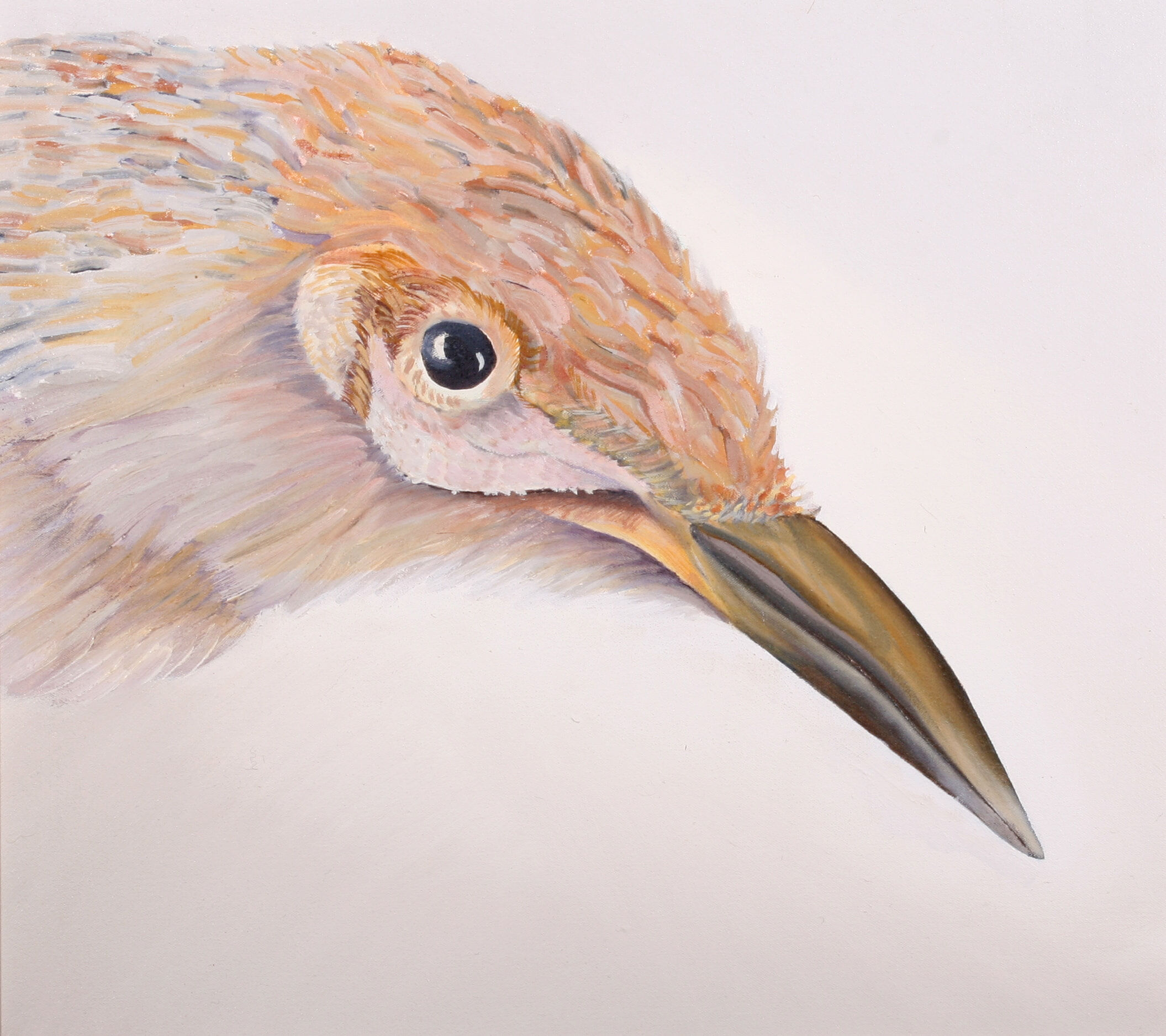 12. Little Wattlebird - SOLD