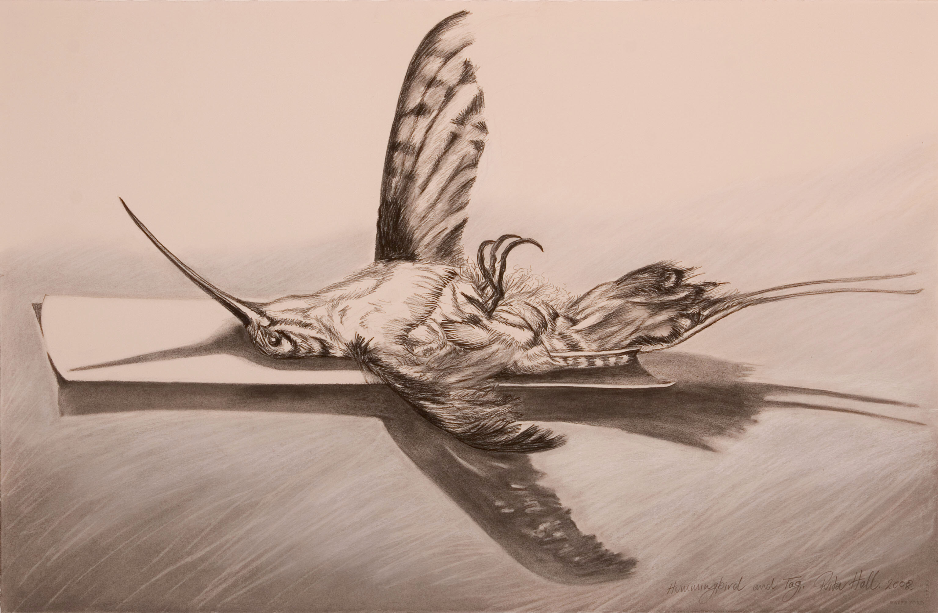 Hummingbird _ Tag 2008 Charcoal 66x101cm