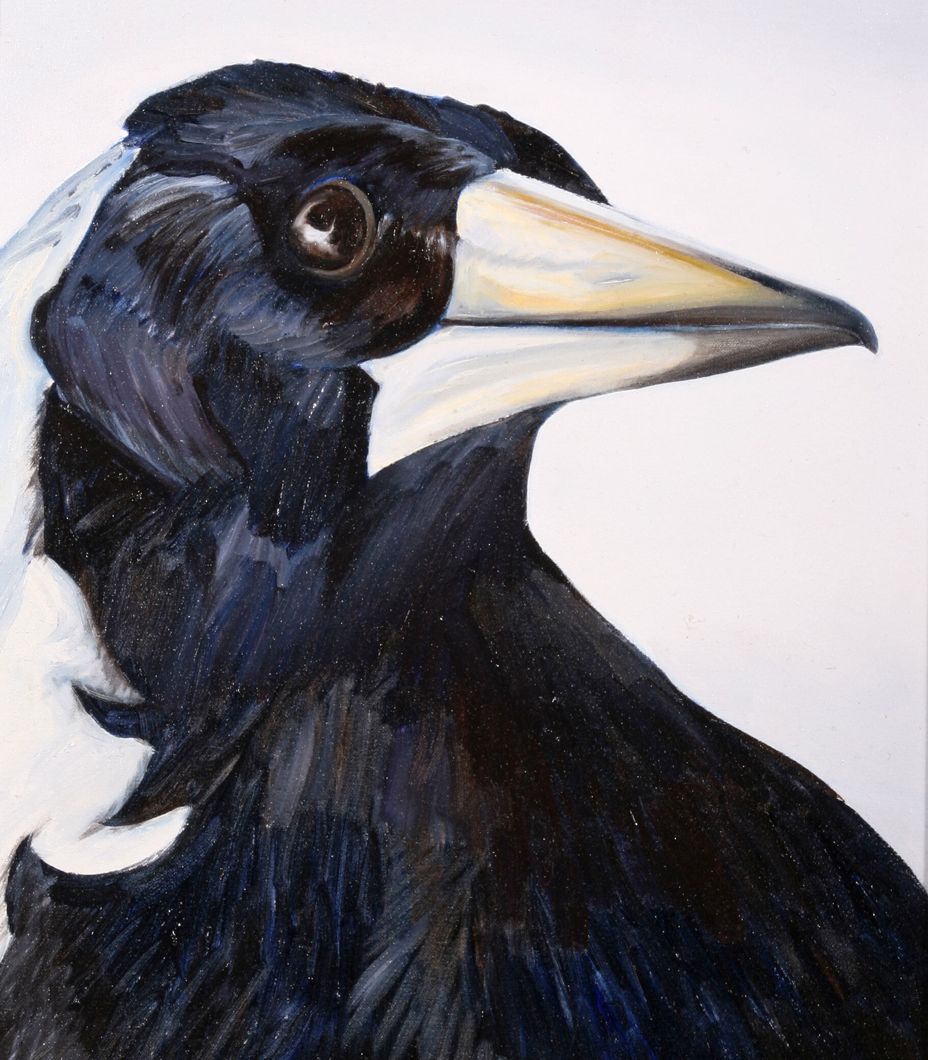 3. Australian Magpie - SOLD