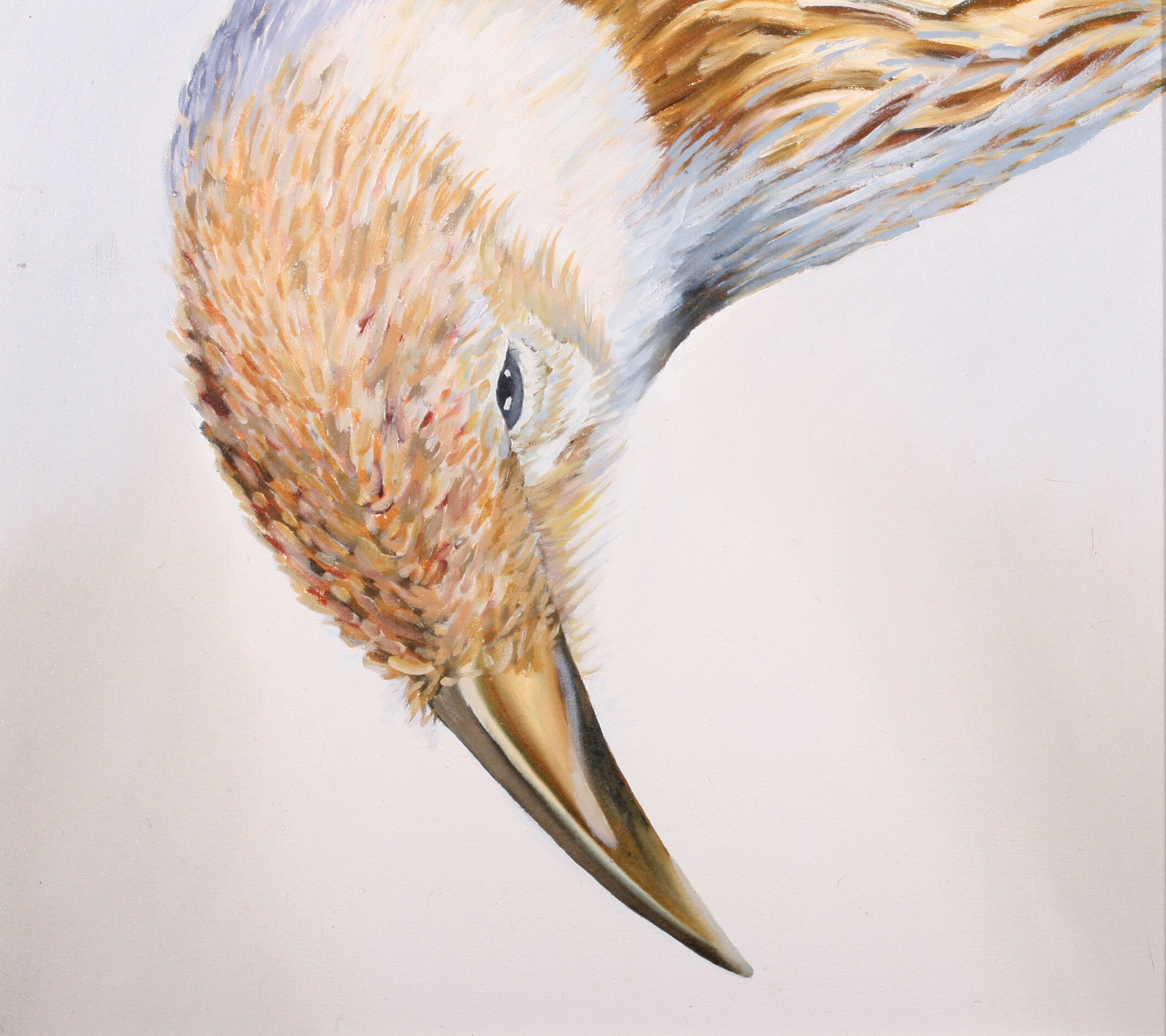 13. Little Wattlebird - SOLD