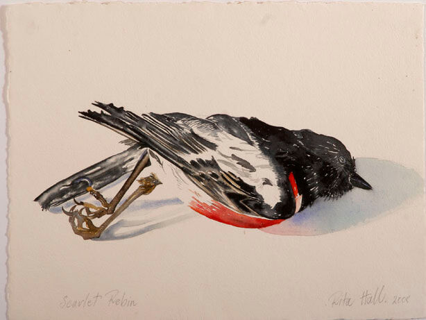 Scarlet Robin I 2007 watercolour 39 x 52cm