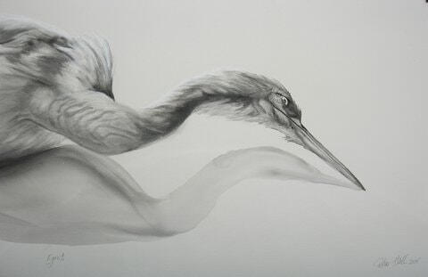 Egret 2008 Watercolour and charcoal 66x102